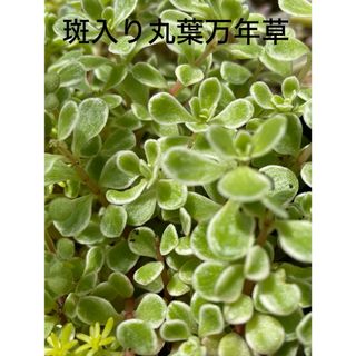 多肉　セダム　寄せ植え　斑入り丸葉万年草　20カット(その他)