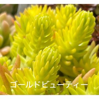 多肉　ゴールドビューティー　セダム　寄せ植え　20カット+α(その他)