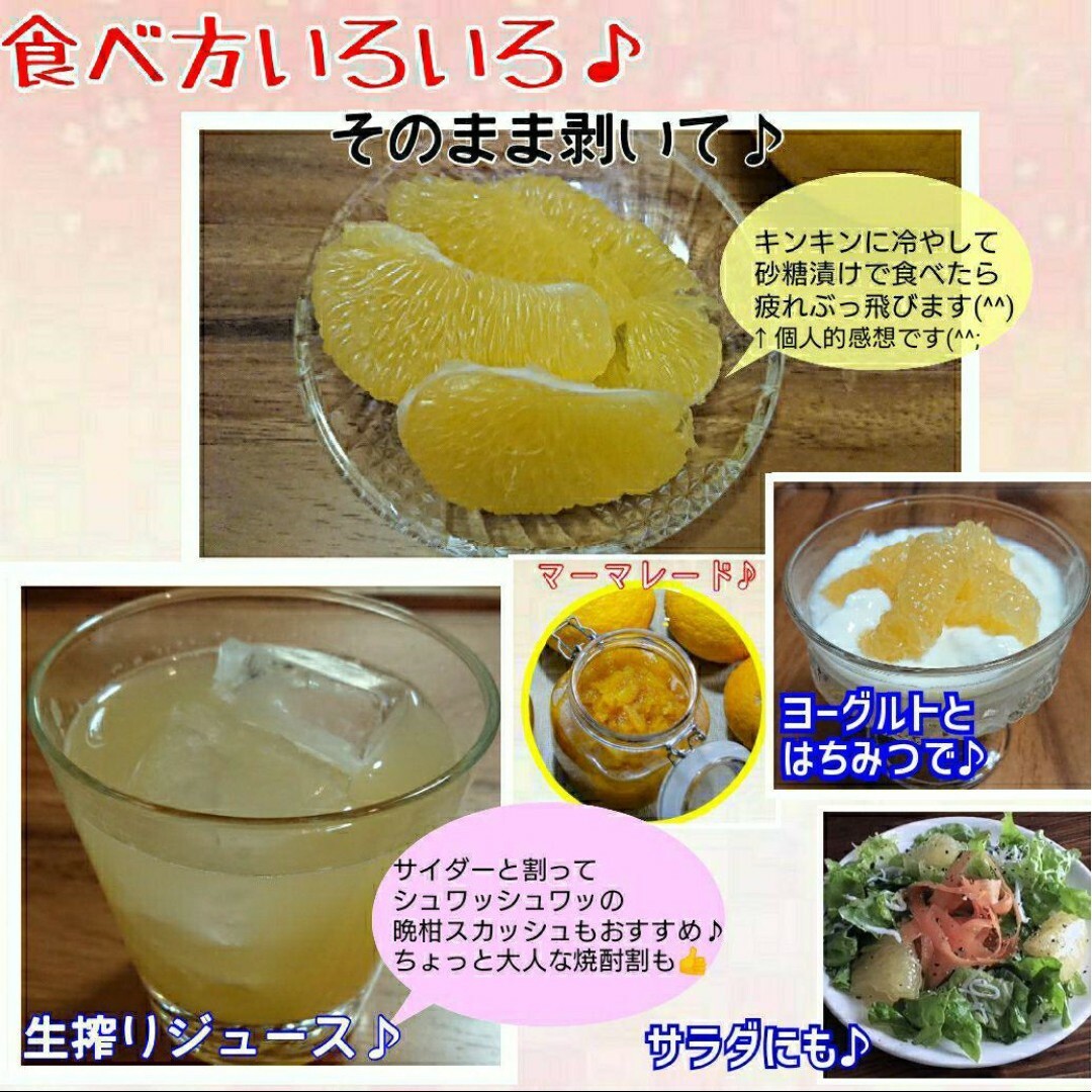 【数量限定】愛媛県産★農家直送★河内晩柑 大玉から特大 食品/飲料/酒の食品(フルーツ)の商品写真