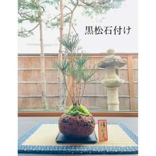 黒松の寄せ植え盆栽　軽石鉢　ホソバオキナゴケ(その他)