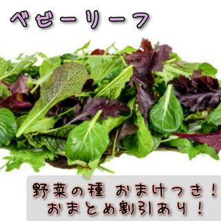 野菜の種 ベビーリーフ おまけ増量 家庭菜園 おまとめ割引あり 種子(プランター)