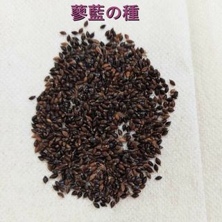 無農薬栽培　蓼藍の種　5,000粒(その他)