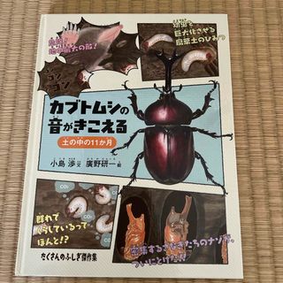 カブトムシの音がきこえる(絵本/児童書)