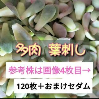 多肉 植物 葉刺し 120枚セット 韓国苗 普及種 混合 初心者にもおすすめ(その他)