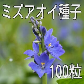 【100粒】ミズアオイの種子(その他)