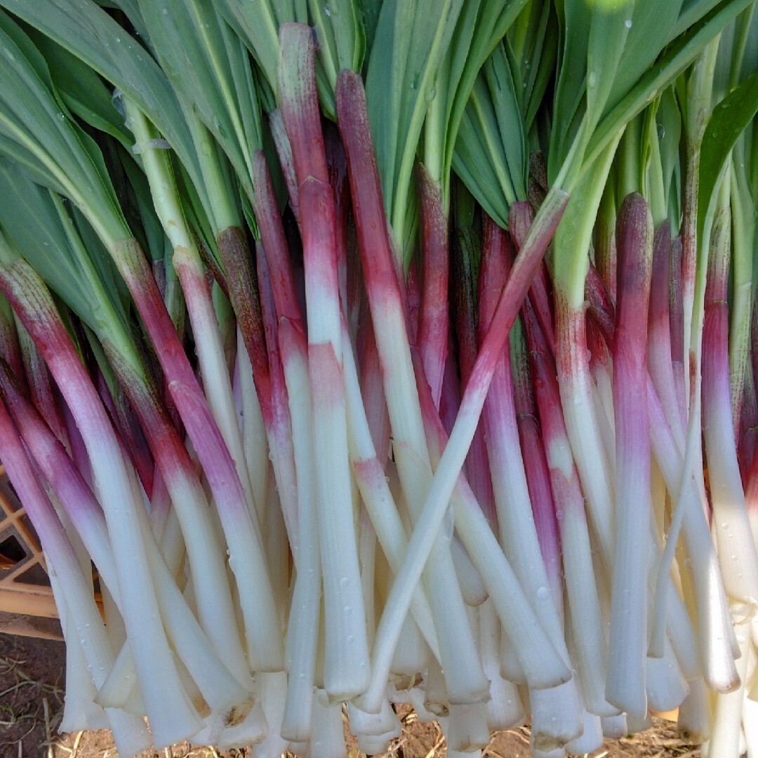 山菜、行者ニンニクの苗10本。 食品/飲料/酒の食品(野菜)の商品写真