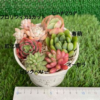 多肉植物　カット苗6品種+オマケ苗(その他)