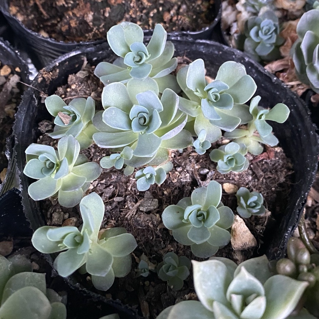 【多肉植物】❤️子持ち蓮華❤️土付き１ポット抜き苗 ハンドメイドのフラワー/ガーデン(その他)の商品写真