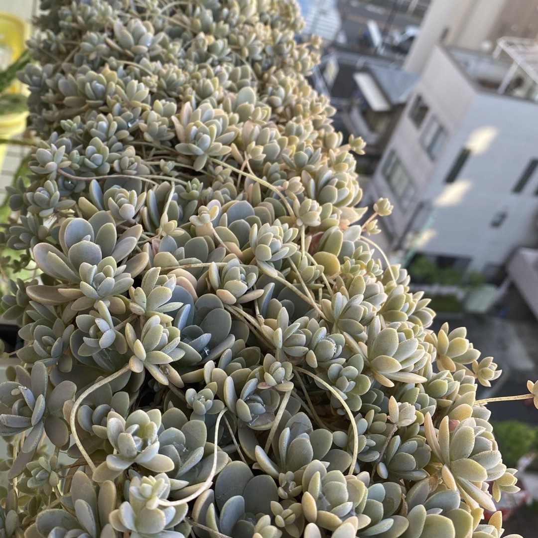 【多肉植物】❤️子持ち蓮華❤️土付き１ポット抜き苗 ハンドメイドのフラワー/ガーデン(その他)の商品写真