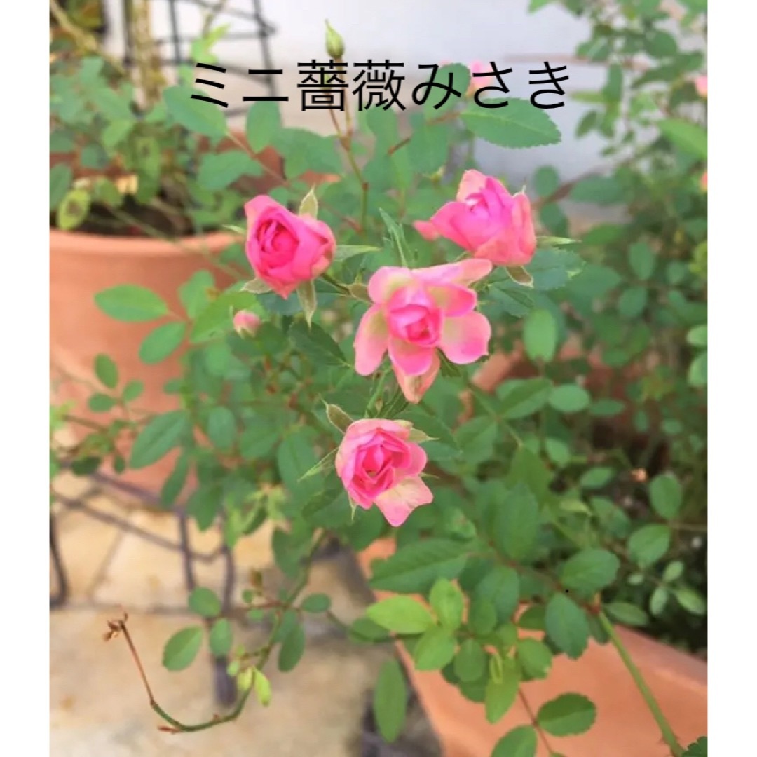ミニ薔薇みさき ハンドメイドの文具/ステーショナリー(その他)の商品写真