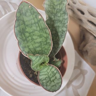 Sansevieria子吹キルキー シルバーブルー抜き苗  多肉植物  観葉植物(その他)