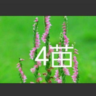 山野草　ネジバナ　4株(その他)