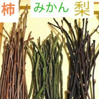 柿枝 みかん枝 梨枝 3種セット ★ かじり木 のぼり木 素材 農薬不使用(虫類)