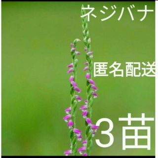 山野草　ネジバナ　3株(その他)