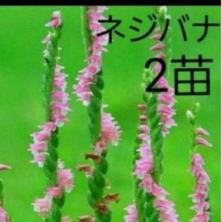 山野草　ネジバナ　2株(その他)