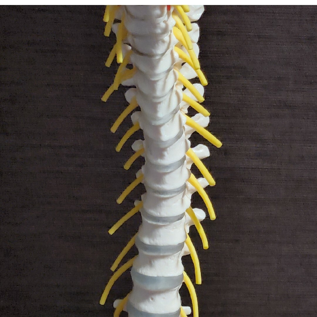 脊柱模型(脊柱可動型モデル、延髄・馬尾付き) エンタメ/ホビーの本(健康/医学)の商品写真