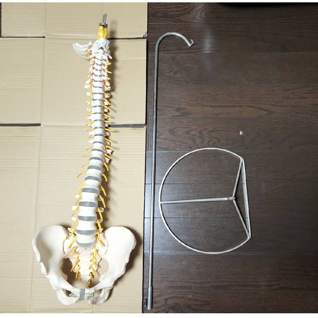 脊柱模型(脊柱可動型モデル、延髄・馬尾付き) エンタメ/ホビーの本(健康/医学)の商品写真