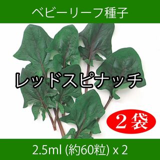 ベビーリーフ種子 B-41 レッドスピナッチ 2.5ml 約60粒 x 2袋(野菜)