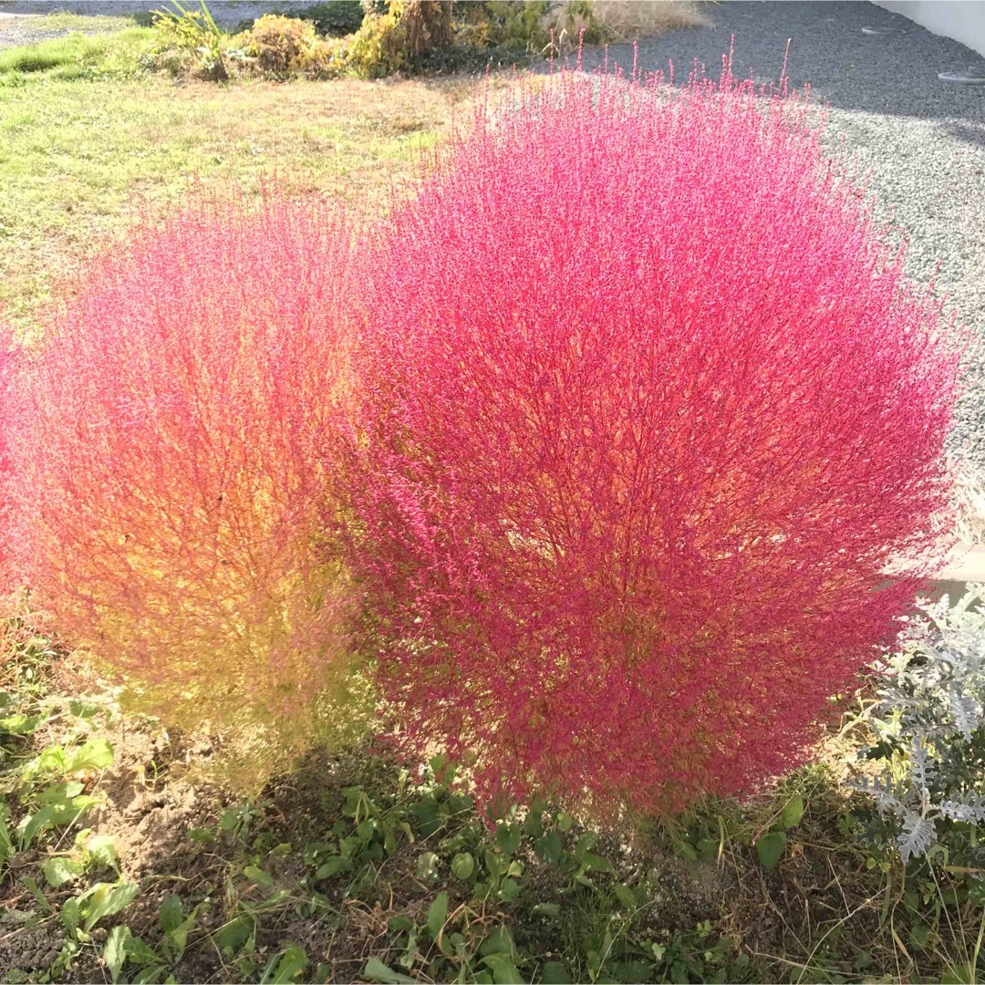 アサガオの種　と　コキアの種　　　　　花の種 ハンドメイドのフラワー/ガーデン(その他)の商品写真