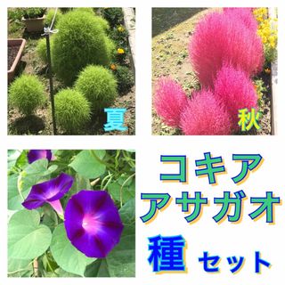 アサガオの種　と　コキアの種　　　　　花の種(その他)