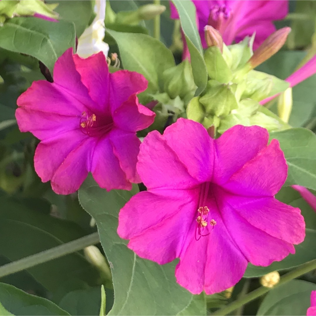 【ワケアリ】オシロイバナの種(濃いピンク)  30粒　　　　　花の種 ハンドメイドのフラワー/ガーデン(その他)の商品写真