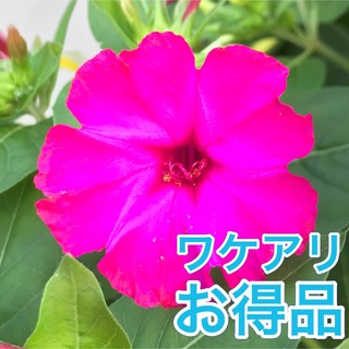 【ワケアリ】オシロイバナの種(濃いピンク)  30粒　　　　　花の種(その他)