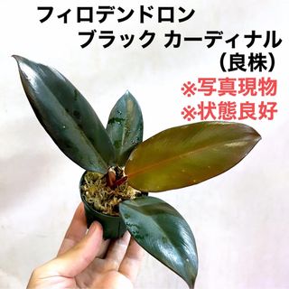 ◆フィロデンドロンブラックカーディナル Philodendron #植物さかな屋(その他)