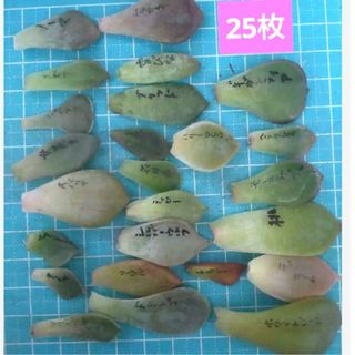 【多肉植物】ハリーワトソン、桃太郎、ドミンゴ、シャビアナなど葉挿し25種類セット(その他)