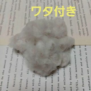 ワタ付き綿花の種（白）(ドライフラワー)