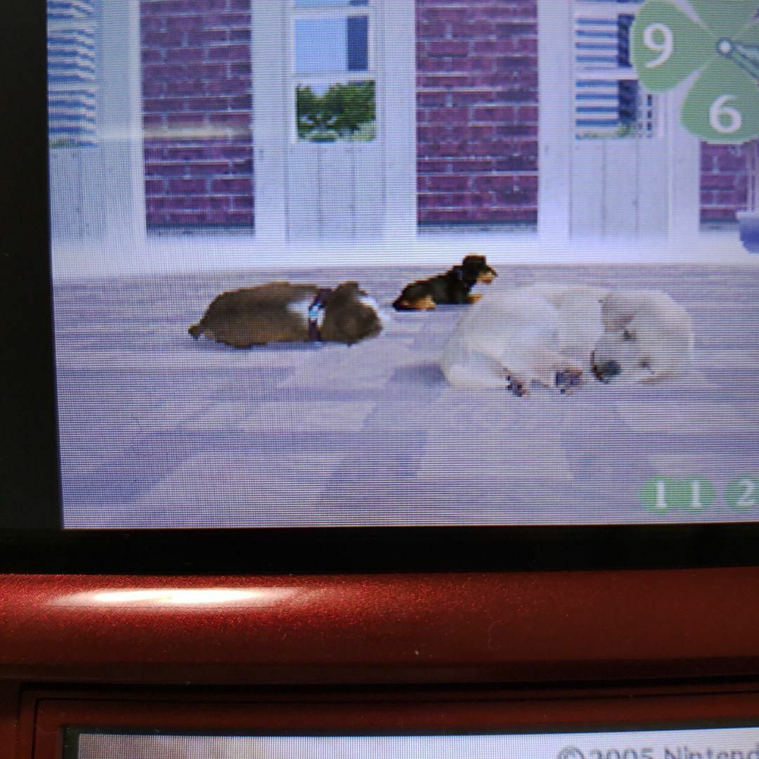 ニンテンドーDS(ニンテンドーDS)のnintendogs 柴＆フレンズ エンタメ/ホビーのゲームソフト/ゲーム機本体(携帯用ゲームソフト)の商品写真