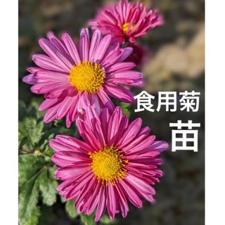 食用菊　花苗　2株セット　抜き苗　☆花付き多く多収穫・ピンクの可愛い菊の花☆(プランター)