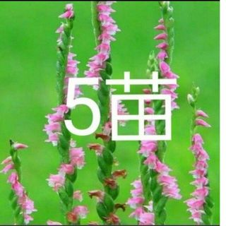 山野草　ネジバナ　5株(その他)