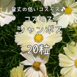 【シャンボスのタネ】20粒 種子 種 コスモス 矮性 秋桜 切り花にも 花(その他)