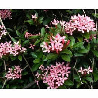 コバノ（山丹花）サンタンカ 属　ピンク　挿し穂　1本　観葉植物　園芸。花卉。(その他)