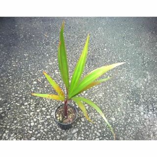 やし　トックリヤシ　椰子　苗　観葉植物(その他)