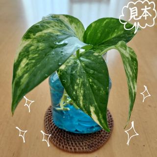 観葉植物　ポトス　カット苗(その他)