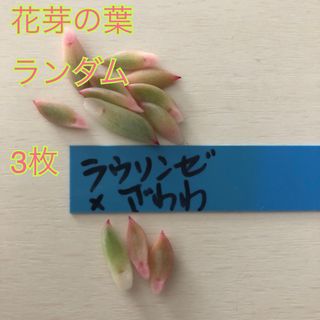 1 ラウリンゼ×ざわわ 花芽の葉っぱ 葉っぱのみ 3枚 ランダム おらいさん 青(その他)