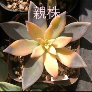 多肉植物^o^ 葉挿し赤ちゃんパラグアイエンセラベンダーフォーム2コセット(その他)