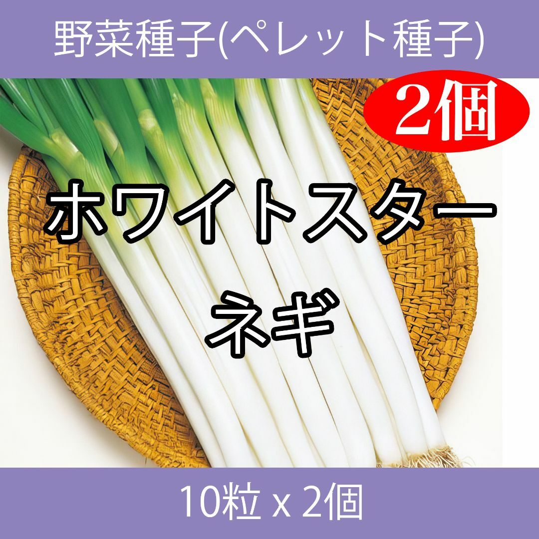 野菜種子 TVA10 ホワイトスターネギ 10粒 x 2個 食品/飲料/酒の食品(野菜)の商品写真