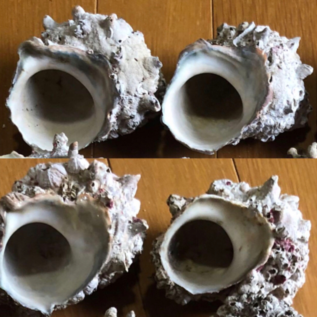 サザエ　殻　4個　フジツボ付き ハンドメイドの素材/材料(各種パーツ)の商品写真