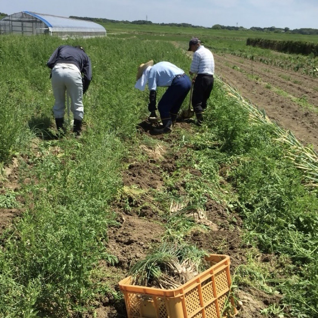 【無農薬・有機栽培】千葉県我孫子市産らっきょう甘酢漬け2袋   食品/飲料/酒の加工食品(漬物)の商品写真