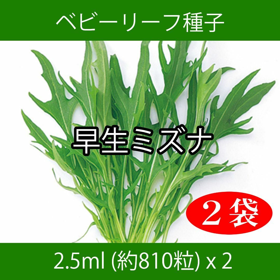 ベビーリーフ種子 B-18 早生ミズナ 2.5ml 約810粒 x 2袋 食品/飲料/酒の食品(野菜)の商品写真