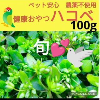 鳥餌　ハコベ　100g(小動物)