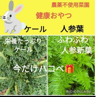 ケール　人参葉　合計100g♥今だけ美味しいハコベプレゼント！(小動物)