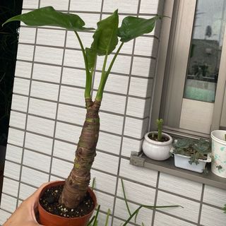 【❤️人気観葉植物❤️】　しっかり２本軸　クワズイモ(出世芋) 抜き苗(その他)