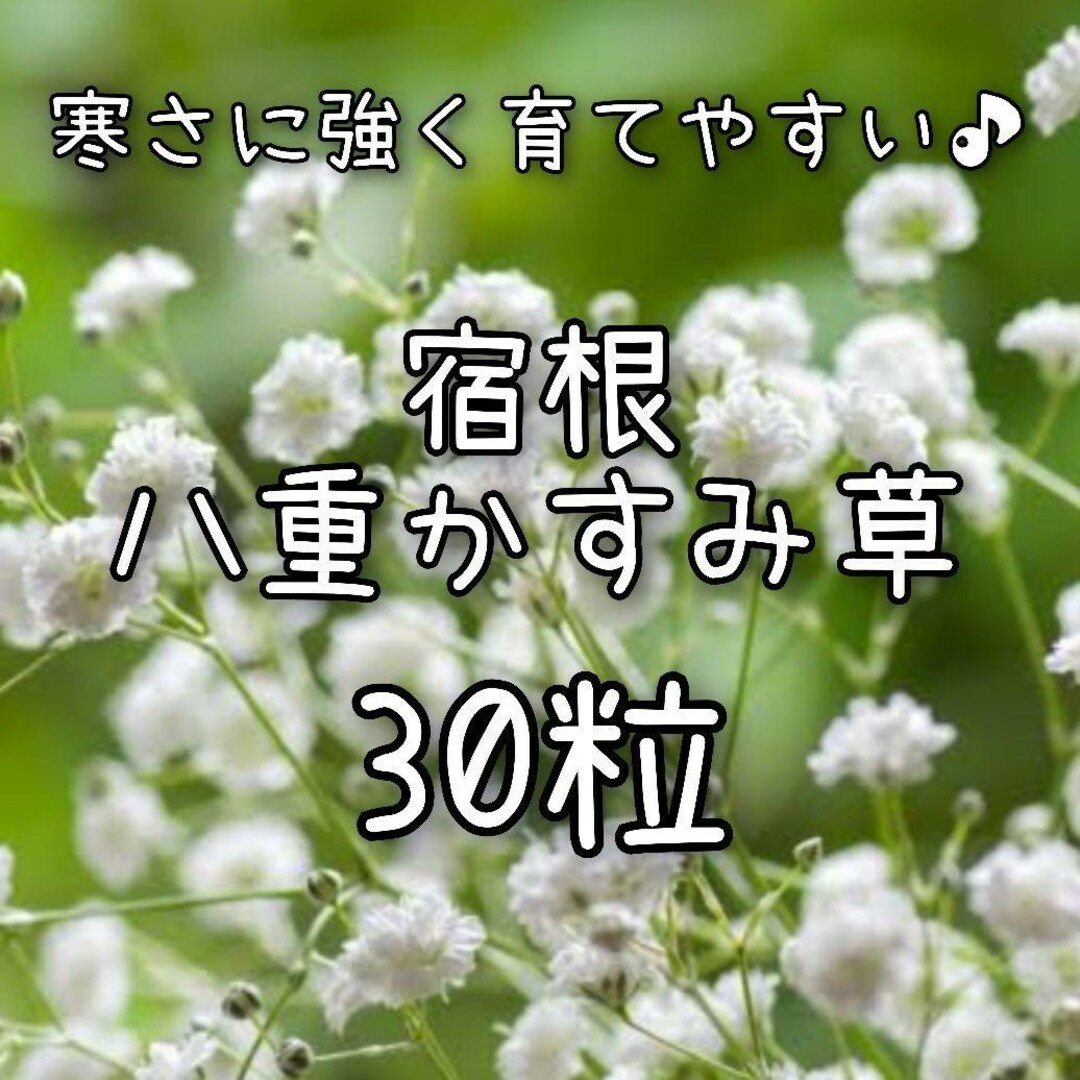 【八重かすみ草のタネ】30粒 種子 種 カスミソウ 切り花 ドライフラワーにも ハンドメイドのフラワー/ガーデン(その他)の商品写真