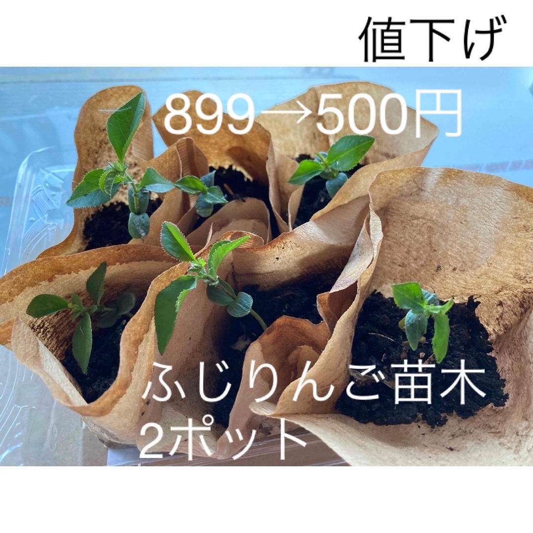 ふじりんご苗木　2ポット　無農薬栽培 食品/飲料/酒の食品(フルーツ)の商品写真