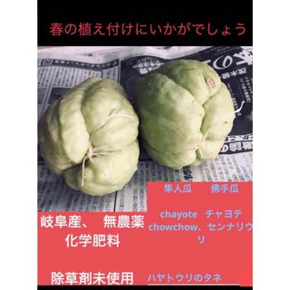 岐阜産、無消毒  化学肥料、除草剤不使用、ハヤトウ、佛手瓜、チャヨテ種用瓜　1個(その他)