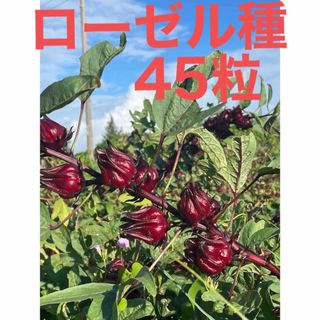 沖縄産無農薬栽培　ローゼルの種45粒(その他)