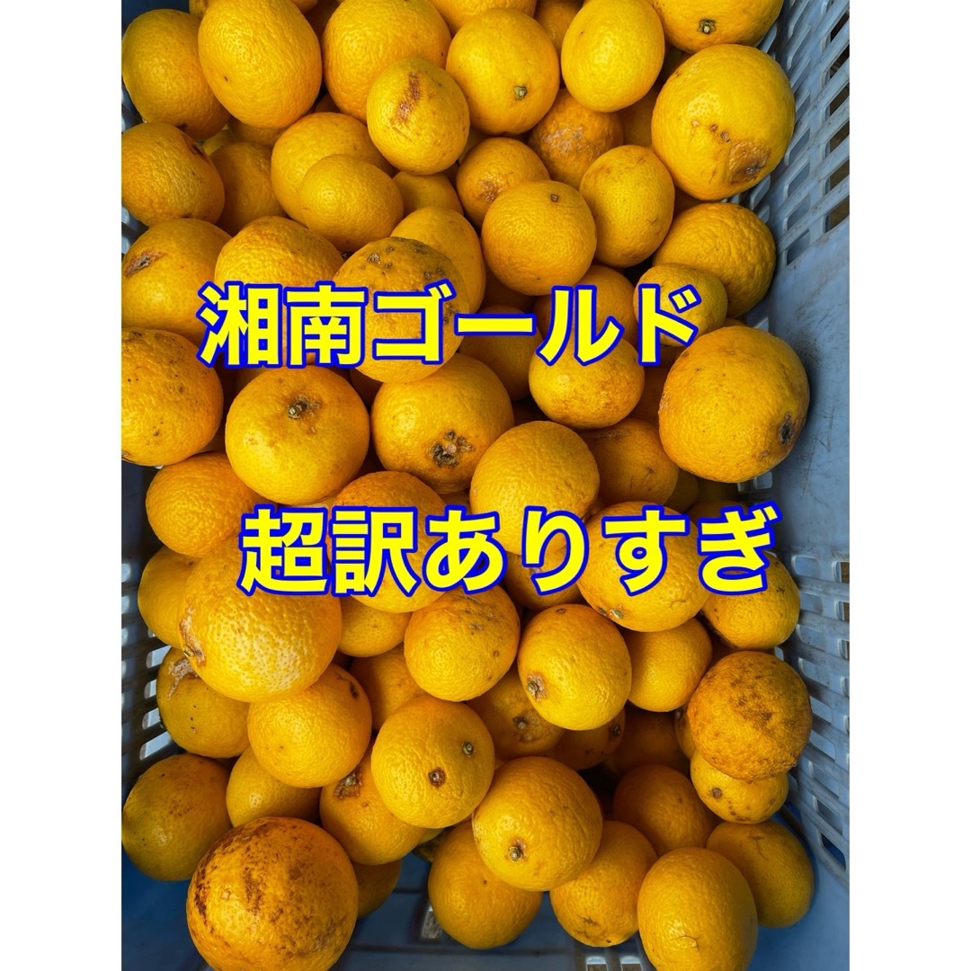 湘南ゴールド　超訳ありすぎ　箱込み3kg   大小混合　無農薬　小田原・江の浦産 食品/飲料/酒の食品(フルーツ)の商品写真